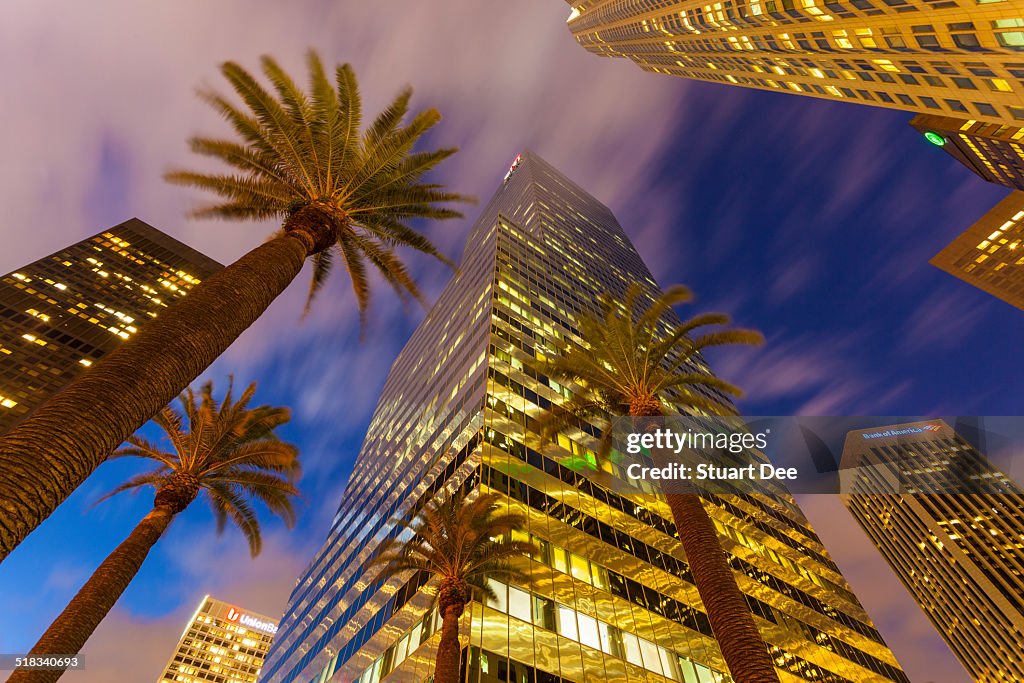 Palm trees and buildings, Los Angeles
