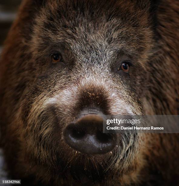 Jabli 592 Jabali Stock Photos, High-Res Pictures, and Images - Getty Images