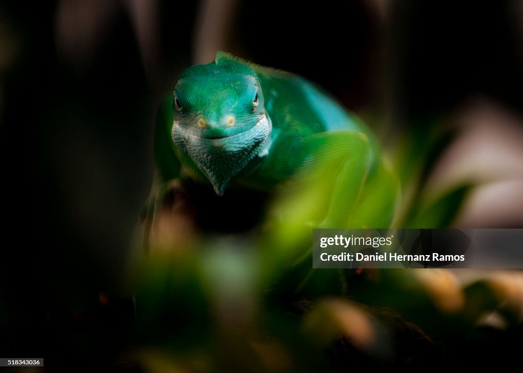 Fiji crested iguana