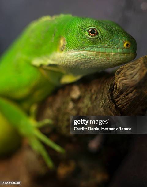 fiji crested iguana - fiji crested iguana stockfoto's en -beelden