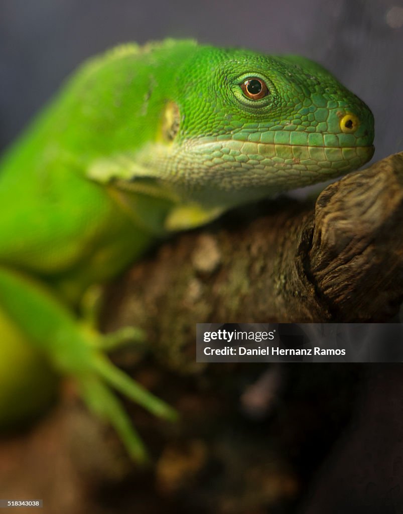Fiji crested iguana
