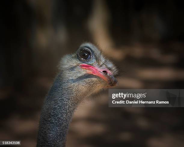 ostrich - avestruz stock pictures, royalty-free photos & images