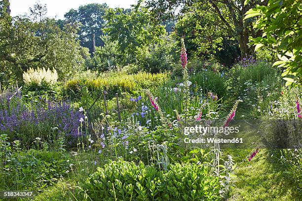 germany, hesse, stedebach, view to cottage garden with foxgloves, digitalis - foxglove stock-fotos und bilder