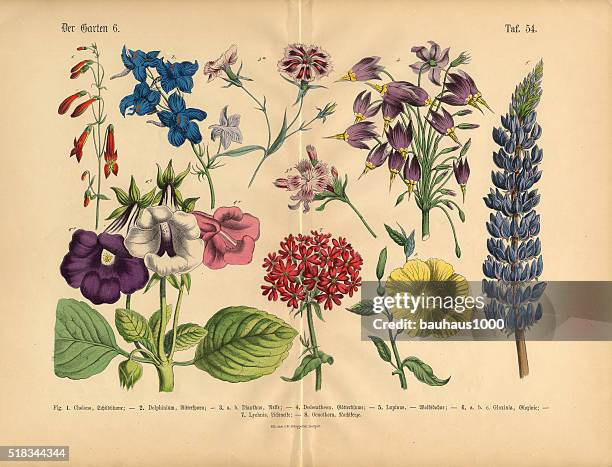 exotic flowers of the garden, victorian botanical illustration - scented stock illustrations stock illustrations