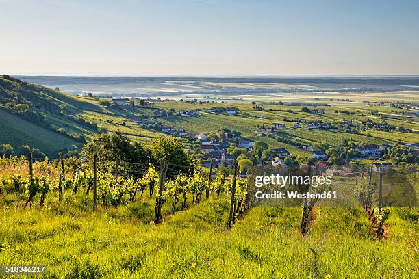 austria, burgenland, oberwart district, eisenberg an der pinka, vineyard - burgenland - fotografias e filmes do acervo