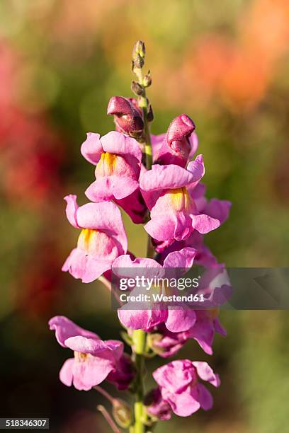 germany, kassel, antirrhinum majus, common snapdragon, close up - antirrhinum majus imagens e fotografias de stock