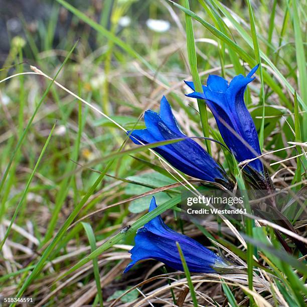 germany, bavaria, oberammergau, three blossoms of gentian, gentiana clusii - herbstenzian stock-fotos und bilder