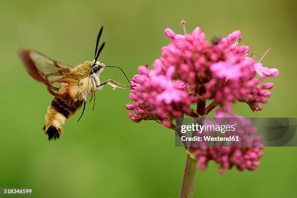 Moth In English English Moths Photos and Premium High Res Pictures - Getty Images