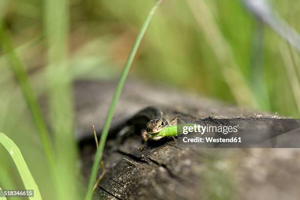 common lizard, zootoca vivipara, with prey - lacertidae stock pictures, royalty-free photos & images