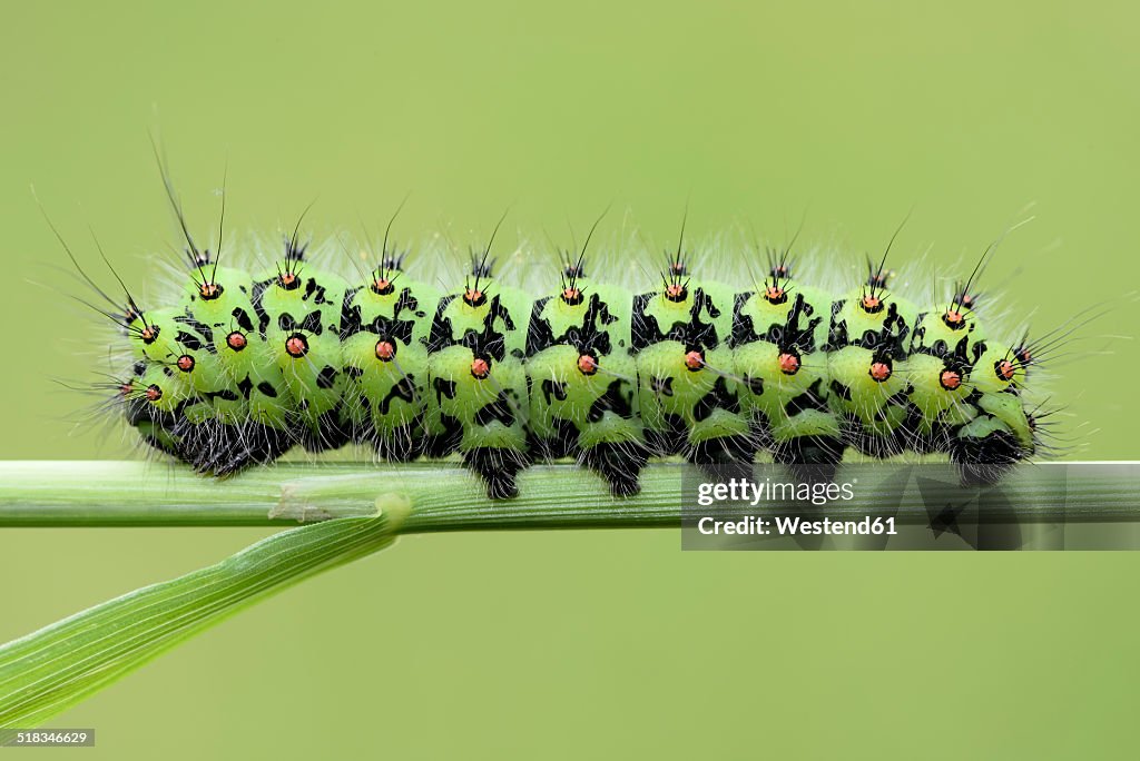 Emperor moth, Saturnia pavonia, on blade of grass, in front of green background