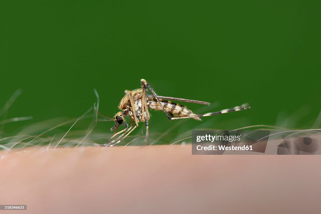 Biting mosquito, Culex pipiens, close-up