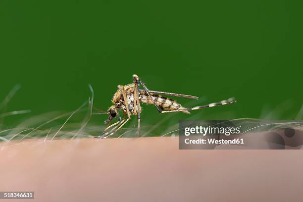 biting mosquito, culex pipiens, close-up - mygga bildbanksfoton och bilder