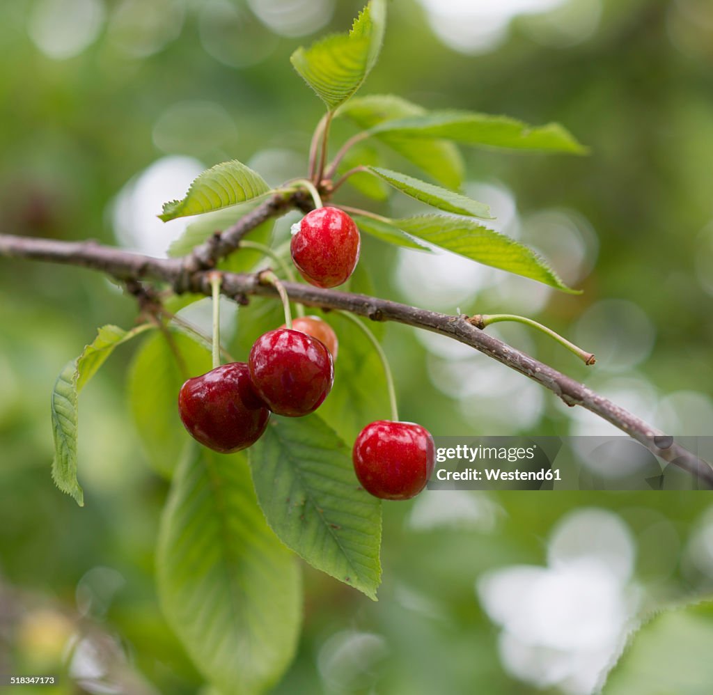 Twig of cherry tree with fruits