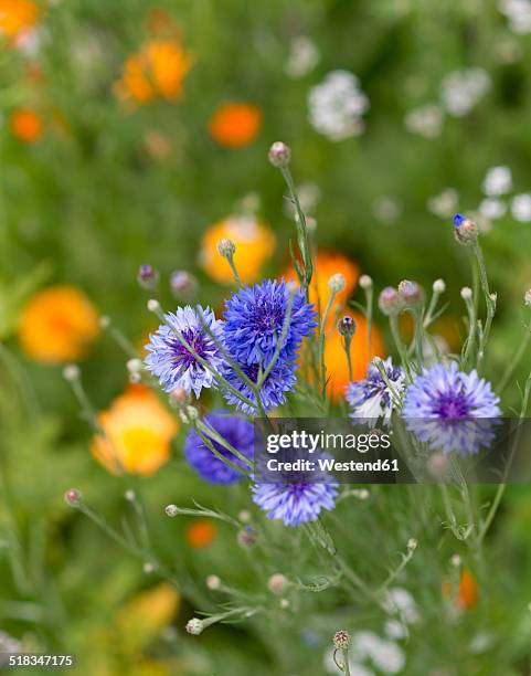 cornflowers, centaurea cyanus, on a meadow - cornflower stock pictures, royalty-free photos & images
