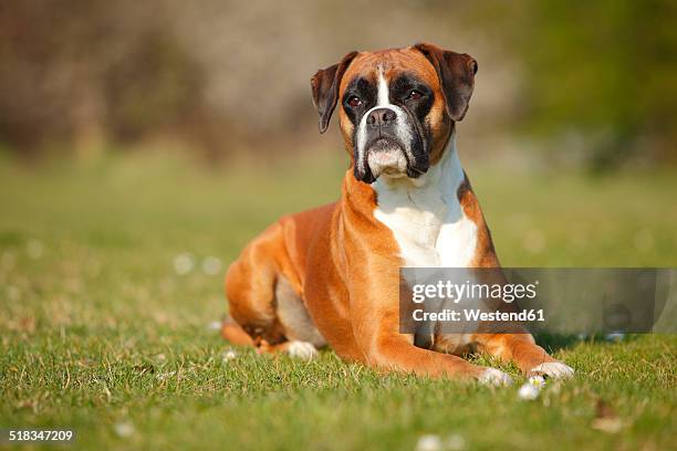 portrait of german boxer lying on a meadow - boxer stock pictures, royalty-free photos & images