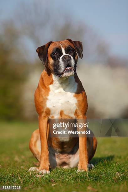 portrait of german boxer sitting on a meadow - boxer dog stock pictures, royalty-free photos & images