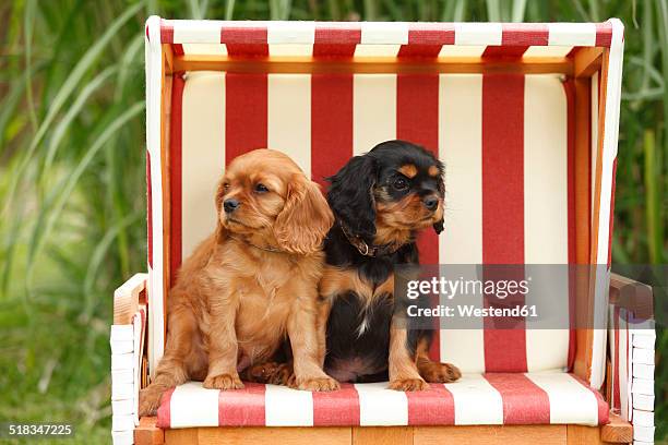 two cavalier king charles spaniel puppies sitting in a hooded beach chair - cavalier king charles spaniel stock-fotos und bilder