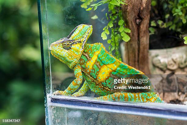 chameleon, chamaeleonidae, sitting in terrarium - terrarium imagens e fotografias de stock