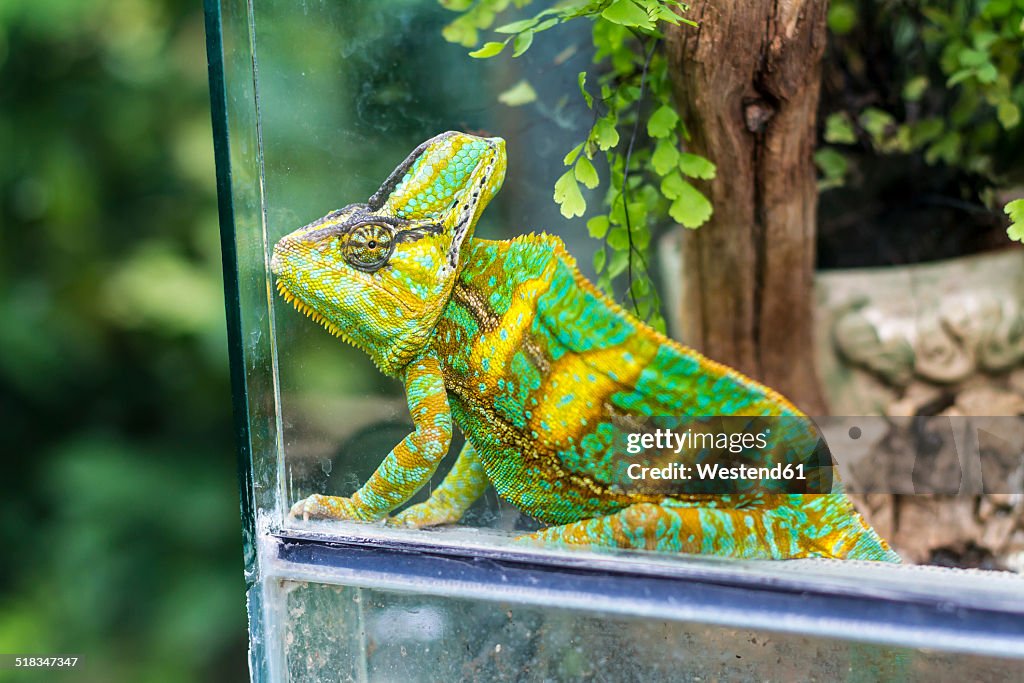 Chameleon, Chamaeleonidae, sitting in terrarium