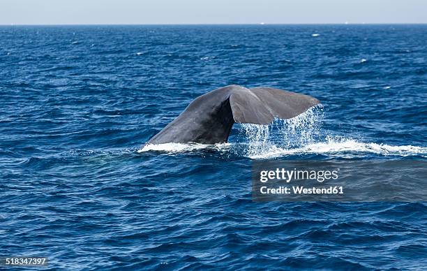 spain, andalusia, tarifa, sperm whale, physeter macrocephalus - tariffa stock pictures, royalty-free photos & images