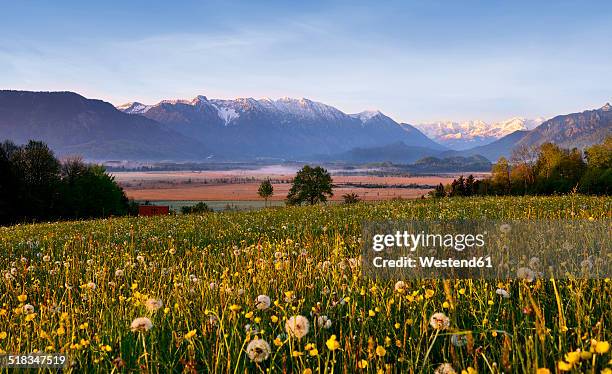 germany, bavaria, upper bavaraia, murnauer moos, view to ester mountains in the morning - murnau photos et images de collection