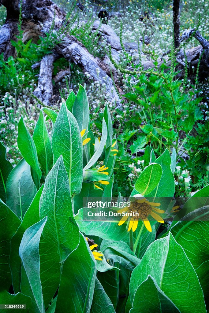 Gray Mule Ears