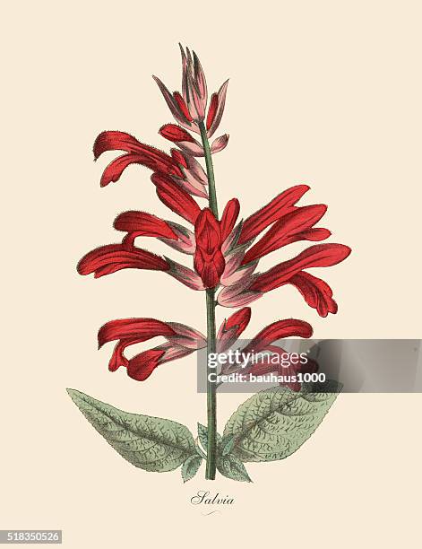 bildbanksillustrationer, clip art samt tecknat material och ikoner med salvia plant, victorian botanical illustration - handmålad