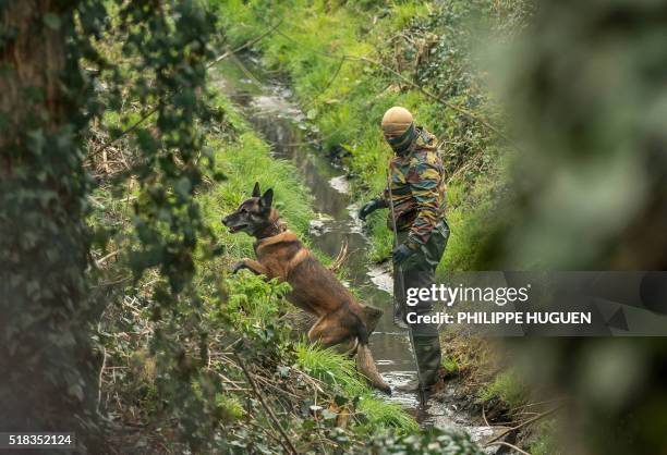 Belgium soldier with his dog takes part in a search operation in the Rodenburg neighbourhood of the city of Kortrijk in west Flanders on March 31,...