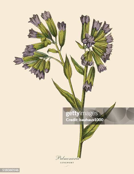 pulmonaria or lungwort plant, victorian botanical illustration - pulmonaria officinalis stock illustrations