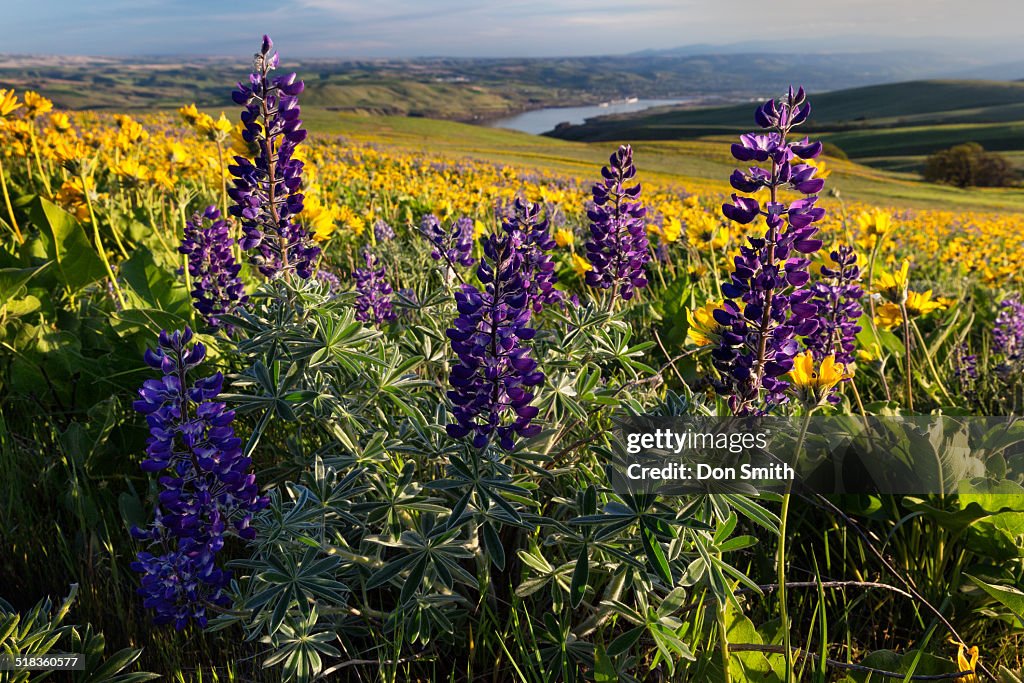 Spring Flowers and Columbia River