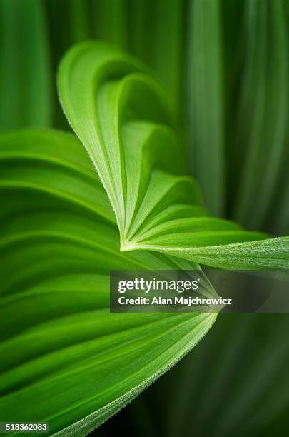 false helebore (veratrum viride) corn lily - false helebore veratrum viride corn lily stock pictures, royalty-free photos & images