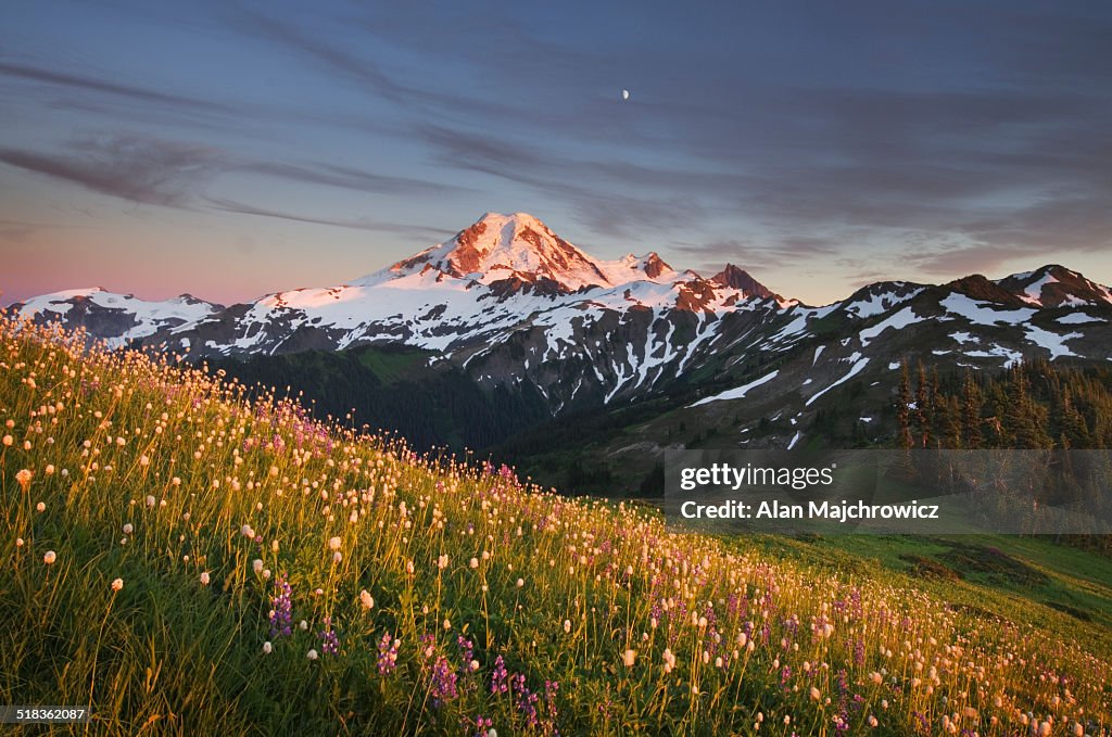 Mount Baker wildflowers North Cascades