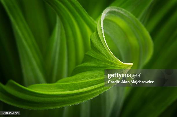 false helebore (veratrum viride) corn lily - false helebore veratrum viride corn lily stock pictures, royalty-free photos & images