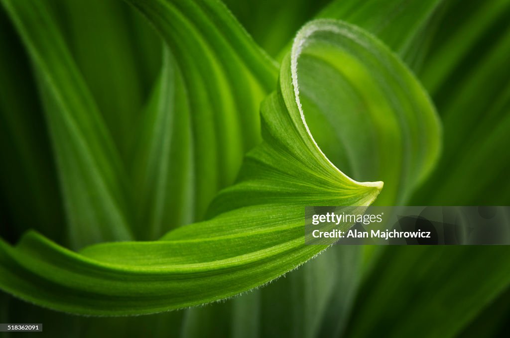 False helebore (Veratrum viride) Corn Lily