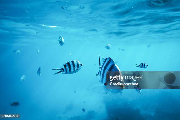 diving with fishes - ray fish stockfoto's en -beelden