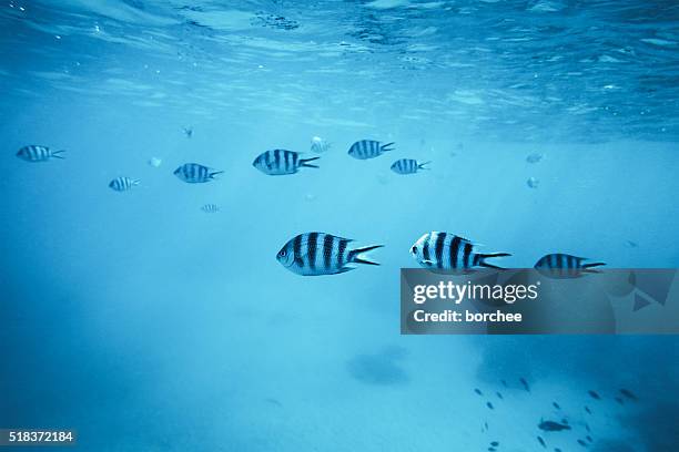 tropical fishes - zebravis stockfoto's en -beelden