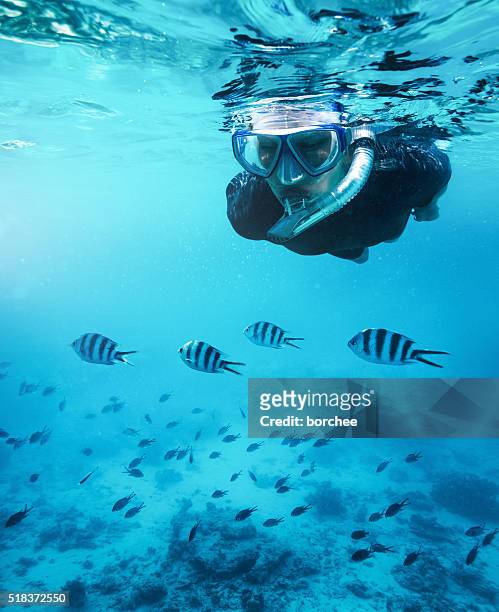 nuoto con pesci - snorkeling foto e immagini stock