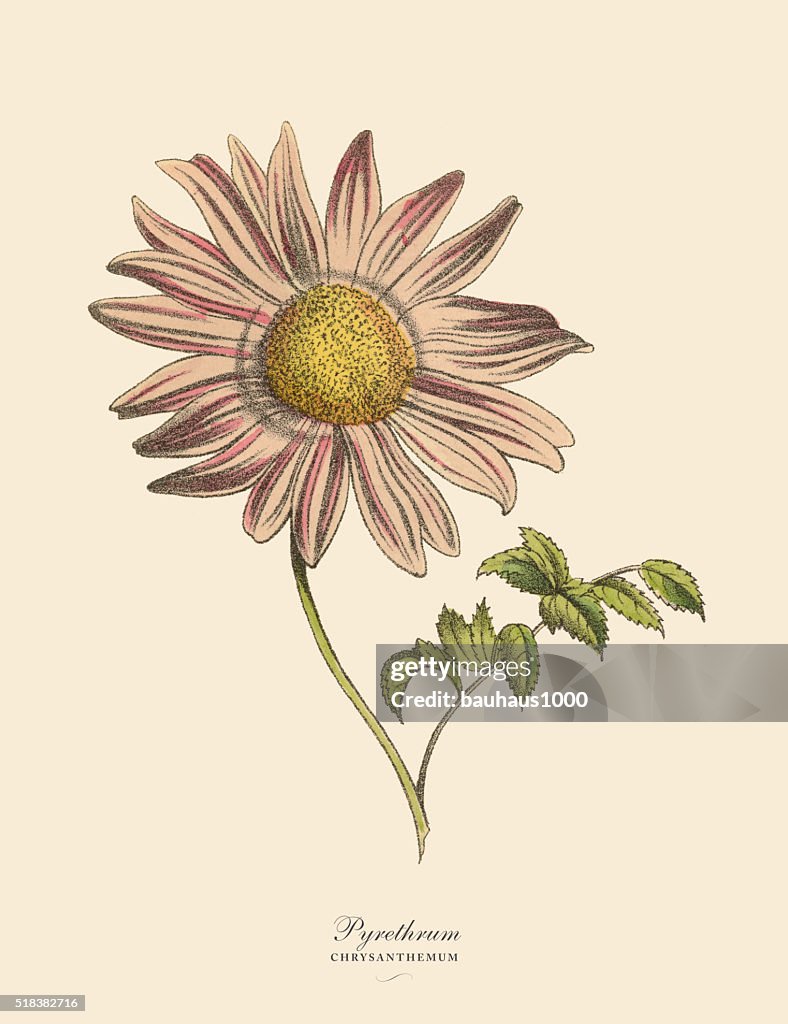 Pyrethrum or Chrysanthemum Plant, Victorian Botanical Illustration