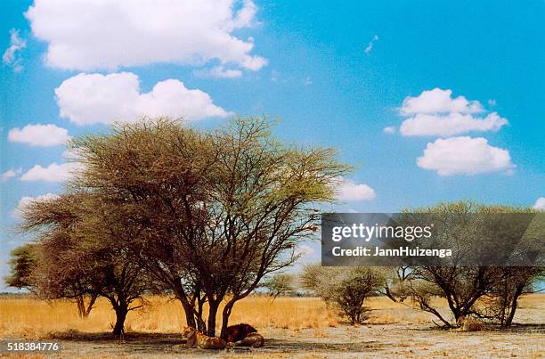 Morula Trees Marula Tree Photos and Premium High Res Pictures - Getty Images