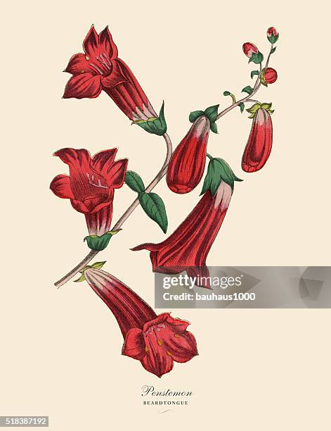 penstemon or beardtongue plant, victorian botanical illustration - penstemon stock illustrations
