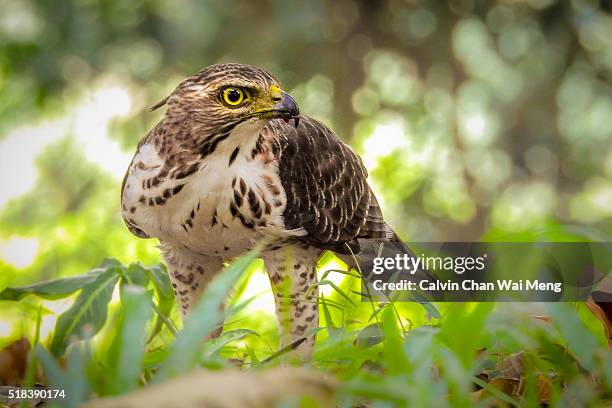 Crested Raptor 259 Hawk Crest Stock Photos, High-Res Pictures, and Images - Getty Images
