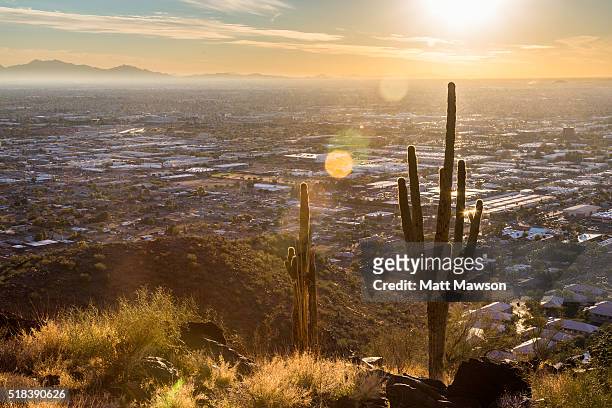 cactus in the hills above phoenix arizona - phoenix arizona stockfoto's en -beelden