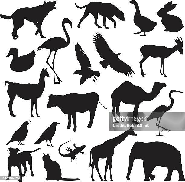 animal silhouettes - quail bird stock illustrations