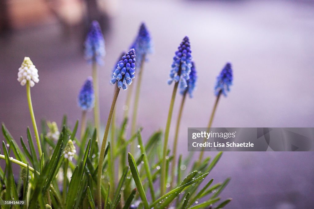 Blue grape hyacinth