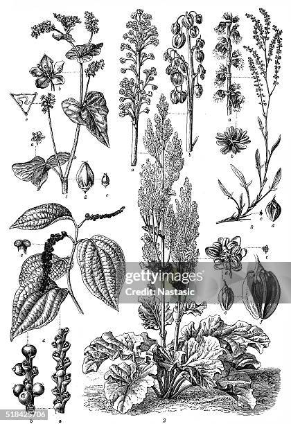 ilustrações, clipart, desenhos animados e ícones de polygonaceae família - ruibarbo planta