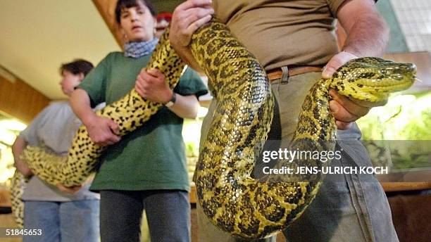 Zoo workers carry a 3.5 meter-long yellow Anaconda snake called Cleopatra at the Erfurt Zoo 10 December 2004. The Anaconda, weighing in at a hefty...