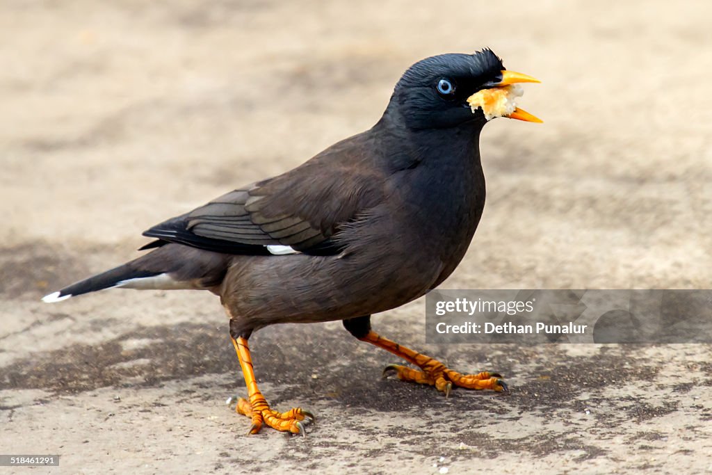 Jungle Myna  with some foodstuff