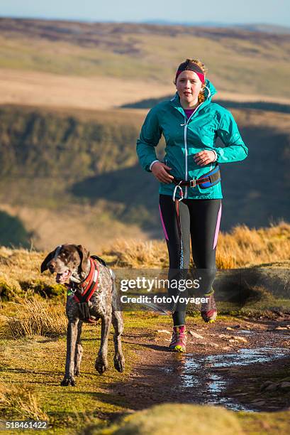 young woman trail running on mountain ridge with canicross dog - brecon stock pictures, royalty-free photos & images