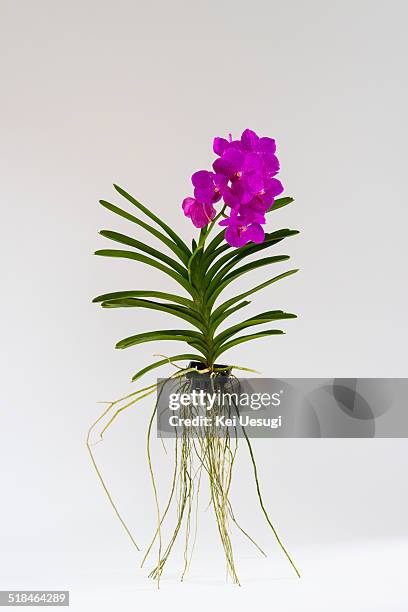 orchid plant - orchids of asia - fotografias e filmes do acervo