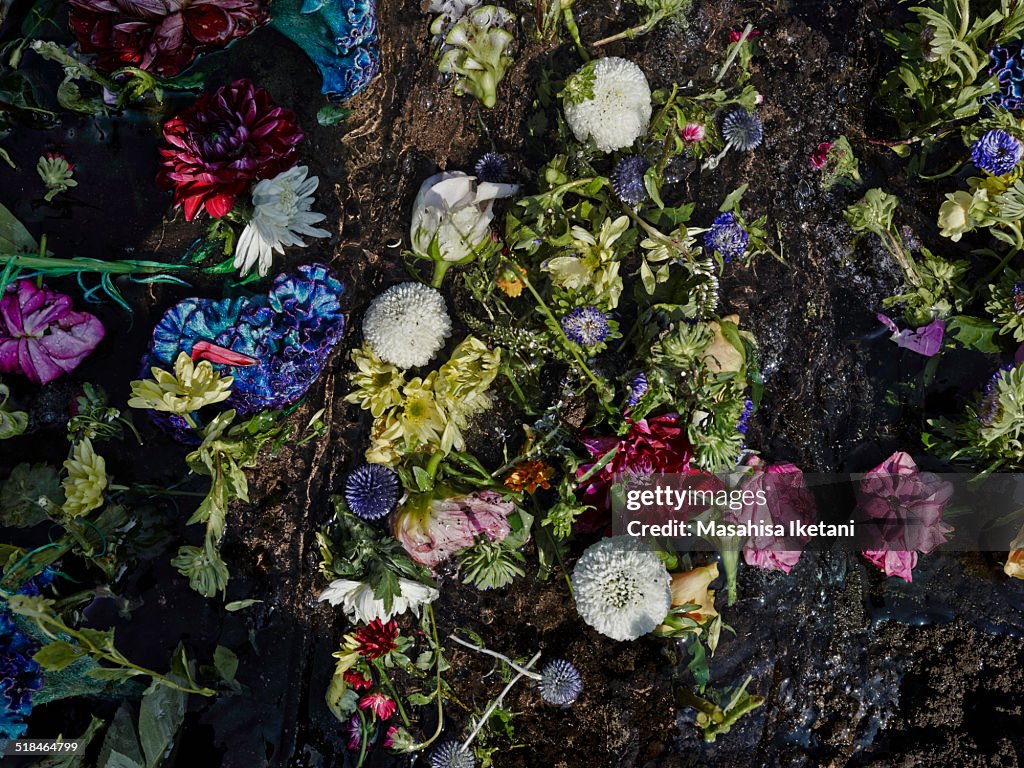 Flower sunken into water